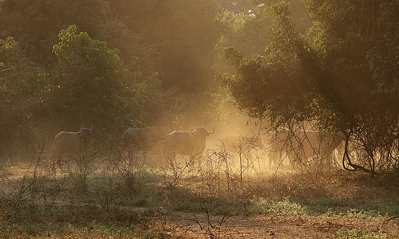 Lower Zambezi
