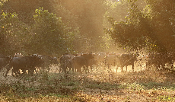 Lower Zambezi
