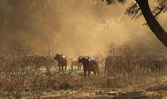 Lower Zambezi