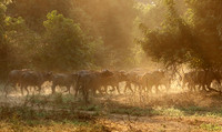Lower Zambezi