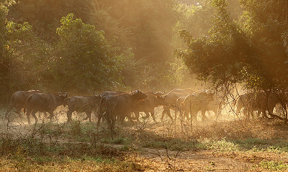 Lower Zambezi