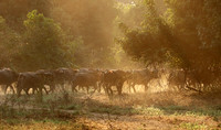 Lower Zambezi