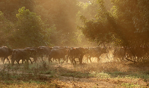 Lower Zambezi