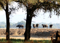 Lower Zambezi