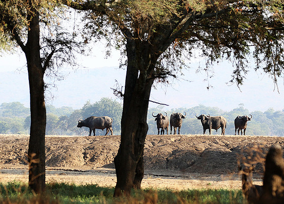 Lower Zambezi
