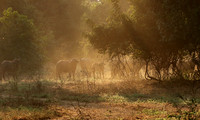 Lower Zambezi