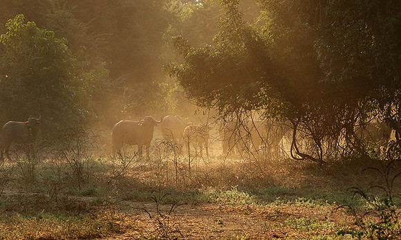 Lower Zambezi