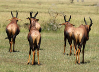 Serengeti - Grumeti Private Reserve