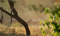 Lower Zambezi