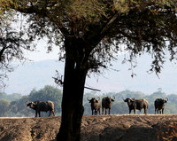 Lower Zambezi