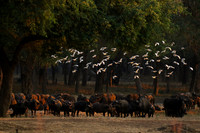 Lower Zambezi