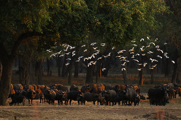 Lower Zambezi