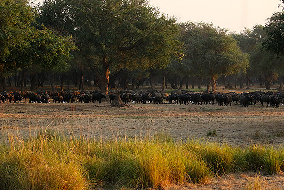 Lower Zambezi