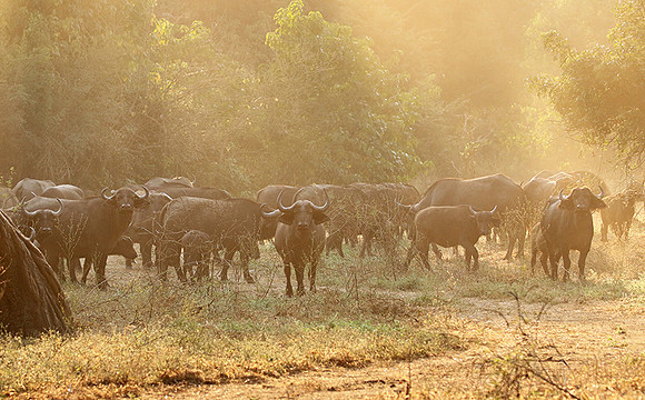 Lower Zambezi