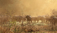Lower Zambezi