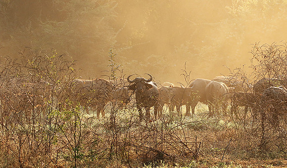 Lower Zambezi