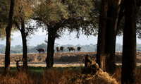 Lower Zambezi