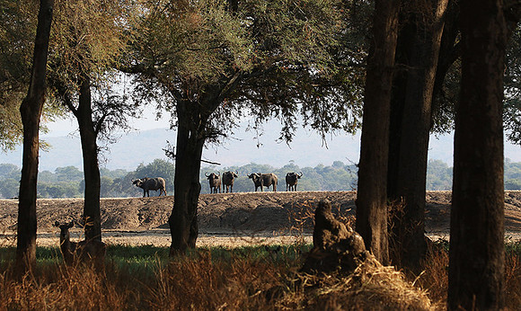 Lower Zambezi