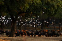 Lower Zambezi