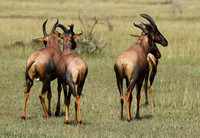 Serengeti - Grumeti Private Reserve
