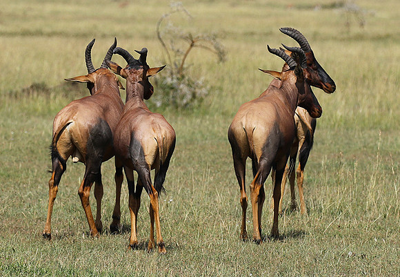 Serengeti - Grumeti Private Reserve
