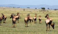 Serengeti - Grumeti Private Reserve