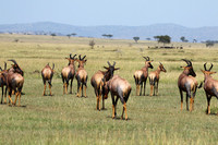 Serengeti - Grumeti Private Reserve