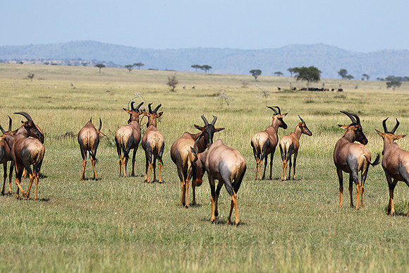 Serengeti - Grumeti Private Reserve