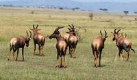 Serengeti - Grumeti Private Reserve