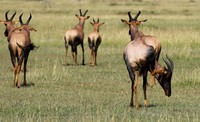 Serengeti - Grumeti Private Reserve