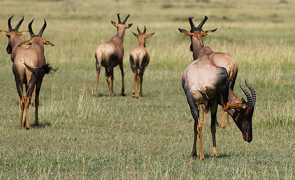 Serengeti - Grumeti Private Reserve