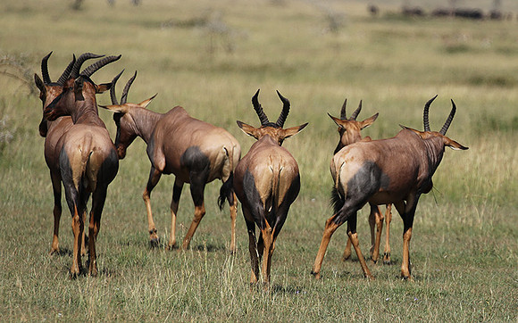 Serengeti - Grumeti Private Reserve