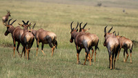 Serengeti - Grumeti Private Reserve