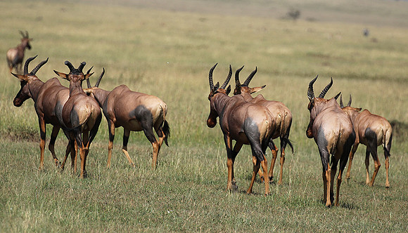 Serengeti - Grumeti Private Reserve