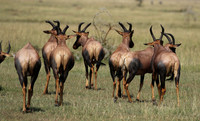 Serengeti - Grumeti Private Reserve