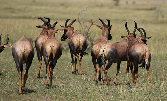 Serengeti - Grumeti Private Reserve
