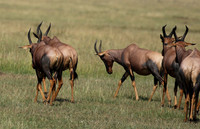 Serengeti - Grumeti Private Reserve
