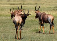 Serengeti - Grumeti Private Reserve