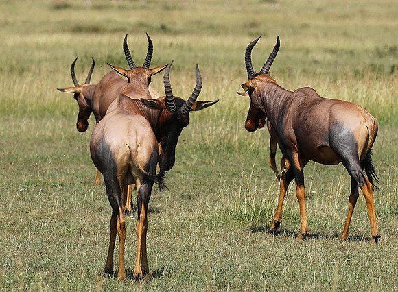 Serengeti - Grumeti Private Reserve