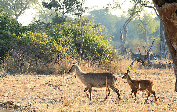 South Luangwa National Park