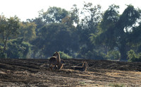 Lower Zambezi NP