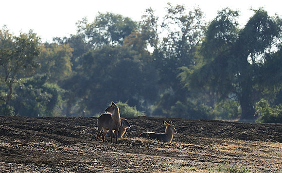 Lower Zambezi NP