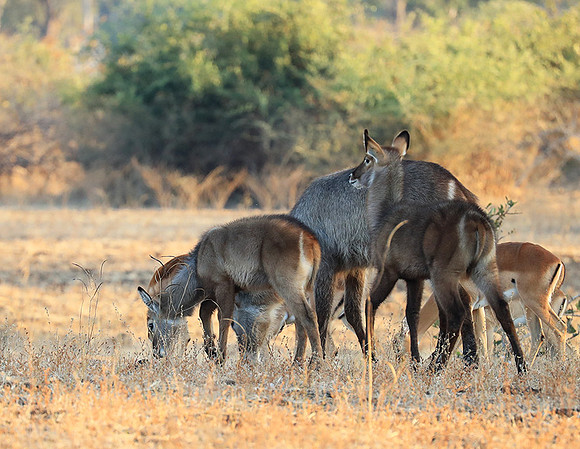 South Luangwa National Park