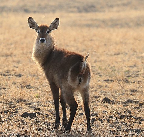 South Luangwa National Park