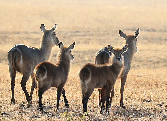 South Luangwa National Park