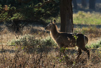 Lower Zambezi NP