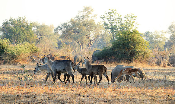 South Luangwa National Park