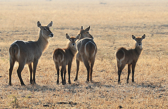 South Luangwa National Park