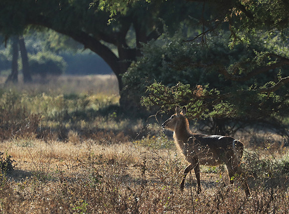 Lower Zambezi NP