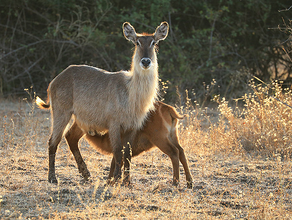 South Luangwa National Park